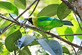 Blue-winged Leafbird